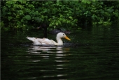 IIP Online Student Photography